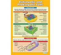 Daydream Education - Cellules eucaryotiques et prokaryotiques | Affiches scientifiques | Papier brillant laminé mesurant 850 mm x 594 mm (A1) | Tableaux scientifiques pour la salle de classe | Tableaux éducatifs