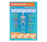 Daydream Education - Le squelette | Affiches d'éducation physique | Papier brillant laminé mesurant 850 mm x 594 mm (format A1) | Tableaux d'éducation physique pour la salle de classe