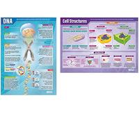 Daydream Education Lot de 2 affiches scientifiques en papier brillant 850 x 594 mm (A1)