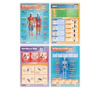 Daydream Education Lot de 4 affiches scientifiques en papier brillant laminé 850 x 594 mm (A1)