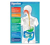 Daydream Education Poster scientifique Papier brillant mesurant 850 mm x 594 mm (A1) Tableaux scientifiques pour la salle de classe