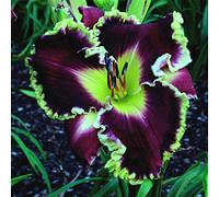 Daylily Preferisce La Piena Luce Del Giorno, Daylily Cresce Velocemente,Bulbi Di Daylily,Adattabile, Daylily Rizoma,Rizoma Daylily,Hemerocallis bulbi-8 Lampadine,a