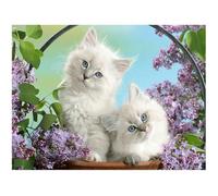 DCIDBEI Square diamant painting pierres carrées carre chats animals 50x40cm 5D DIY diamant painting bilder grands enfants peinture par numéros broderie diamant animaux bricolage adultes décor murale