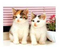 DCIDBEI Square diamant painting pierres carrées carre chats animals 50x40cm 5D DIY diamant painting bilder grands enfants peinture par numéros broderie diamant animaux bricolage adultes décor murale