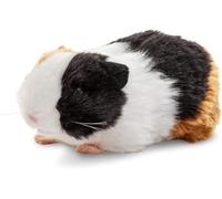 DDA-- Cochon d'Inde - 20 cm (longueur) - Rongeur en peluche, animal de compagnie - Doudou