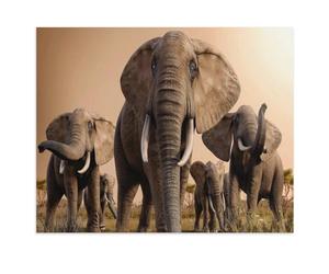 De 1000 Pièces pour Adultes，Magnifique scène d’Un Troupeau majestueux d’éléphants africains，Jouets De Décompression Éducatifs Et Intellectuels, Jeux Familiaux Amusants pour Enfants（75x50cm）-Y5