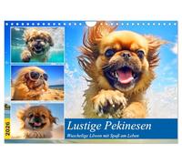 De drôles de pékinois. Des lions à peluches qui s'amusent à vivre, Version française (Calendrier mural 2026 DIN A4 portrait), Calendrier CALVENDO mensuel