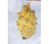 De haute qualité nouvelle 2014 Facile grandir blanc jaune rouge trois sortes de dragons graines de fruits graines de pitaya au total 100 graines bonsaï fruits hom