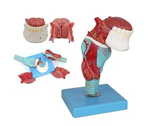 De la gorge humaine du larynx avec un modèle anatomique de la langue de la langue stomatologie modèle détachable modèle anatomique de larynx humain agrandissement 5 parties 55 Indication numérique