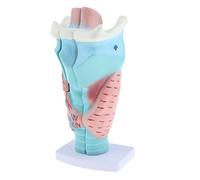 de Larynx Outils d'Enseignement