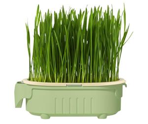 De Plantation D' À Chat - Récipient À Herbes Design Éléphant | Station De Culture D' Minimaliste sans Récipient d'eau, Décoration De Jardin De Rebord De Fenêtre pour Chats,