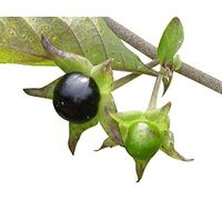 Deadly Nighshade -atropa belladonna- 50 graines