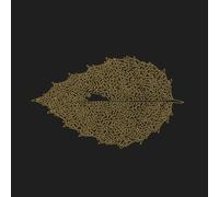 Dear John Letter - Between Leaves/Forestal