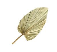 DEARMAMY Décoration Feuille de Palmier Séchée Vert Olive Naturelle, Grosse Taille, 1 Pièce pour Mariage, Décoration Intérieure et Accessoires Photo, Ambiance Authentique et Végétale