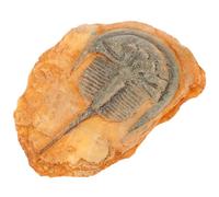 DEARMAMY Fossile Insecte Paléontologique Décoratif pour Spécimen Éducatif, Décoration Insectes Paléontologiques, Ornement Scientifique pour Salle de Classe, Modèle D'insecte pour