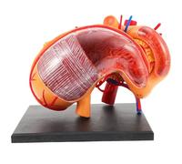 DEARMAMY Modèle Anatomique de L’Estomac Humain 4D Matériel Pédagogique Biologique Éducatif Modèle D’Enseignement Scientifique Portable Aide à L’Étude Physiologie et Anatomie