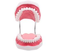 DEARMAMY Modèle Pédagogique Buccal 5-6 Fois Taille Naturelle, Modèle Éducatif avec Dents Adultes, Gencives et Langue Intégrées, Outil Démonstration pour Formation et Étudiants