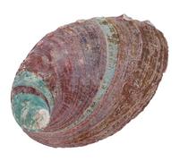 DEARMAMY Support De Brûlage Coquille Ormeau Accessoire Décoratif Naturel pour Maison Aquarium Et Éducation