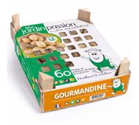 Debaere - Gourmandine 60 Plants de pommes de terre