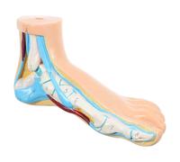 DECHOUS Modèle Anatomique du Pied Humain Vinyle et Éducatif pour Enseignement Médical et Formation Anatomie