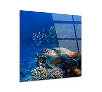 DECLINA - Tableau Mural Tortue Décorative - Déco Murale Monde Marin - Photo Sur Verre Acrylique Brillant - Fabrication Française - 80 x 80 cm