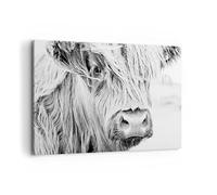Deco Cadre Décoration Salon Vache Écossais Des Animaux Moderne Impression sur Toile 120x80cm Image Tableau Decoration Murale Chambre Horizontal Art Wall Grand Tableaux Decoratifs Muraux AA120x80-5129