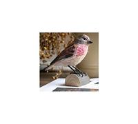 décobird linotte mélodieuse