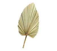 DECOMELODY 1 Pièce Feuille de Palmier Séchée Naturelle Vert Olive Décor de Feuilles de Palmier Éclatantes pour Décoration Mariage Champêtre Arche et Vitrine, Accessoire Photo et Décoration