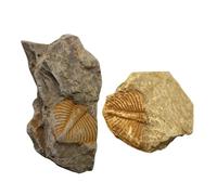 DECOMELODY 2 pièces Spécimens Fossiles Trilobite Décor de Table Éducatif Matériaux Enseignement Paléontologie Archéologie pour Étudiants et Collection