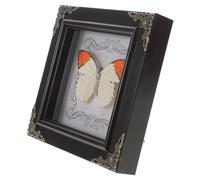 DECOMELODY Cadre D'exposition Mural Véritable Spécimen D'insecte Crane Top Rose, Cadre Vintage en Bois, Dimensions Moyennes, Décoration Intérieure Originale pour Maison et Bureau, Vitrine