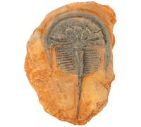 DECOMELODY Fossile Décoratif D'insectes Paléontologiques B, Spécimen Scientifique Réaliste pour Décor Pédagogique, Collection Éducative pour Terrarium et Vitrines, Ornement Naturel pour