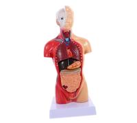 DECOMELODY Modèle Anatomique Corps Torse Détachable Organes Internes Enseignement Éducatif Couleur Aléatoire Couleur Aléatoire