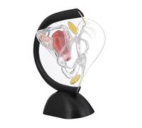 DECOMELODY Modèle Utérus Transparent PVC Outil Éducatif Visuel Du Système Reproducteur Féminin pour Médecins et Étudiants Modèle Anatomique pour et Consultation
