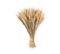 Décor de blé séché - 100 tiges naturelles, paquet de feuilles de 21,7 pouces | Décor de centre de table saisonnier, accent de maison de style campagnard, remplissage de bouquet de mariage bio avec