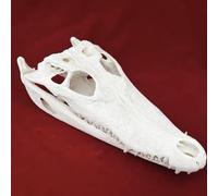 Décor de crâne de Crocodile réel, Grand spécimen de taxidermie du crâne Animal pour Étude de l'enseignement/Objets de Collection en Sciences/Décor de Maison et de Bureau, Cadeau spécial (Color :