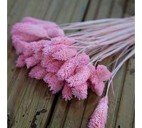 Decor Essentials Bouquet d'herbe canari Phalaris séchée 2 couleurs (rose)