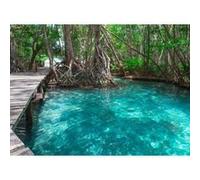 Décor mural intissé Design walls jungle path - 5 lés