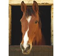 sticker fenetre trompe l'oeil adhésive - cheval60x75cm