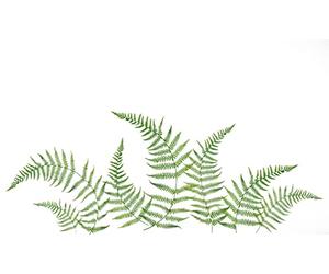 Décoration adhésive Plage 157050 Sticker Mural - Bouquet de fougeoles, 2 Planches, 29,7 x 21 cm