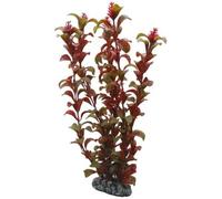 PLANTE ROTALA 16 cm HOBBY--