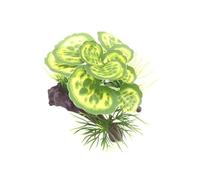 Décoration d'aquarium d'herbe d'eau Artificielle en Plastique Multicolore(Color-01)