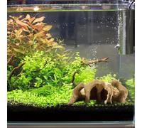 Décoration d'aquarium - Grotte tunnel pour poissons et crevettes, tunnel souterrain d'aquarium incurvé naturel à deux trous, habitat sûr pour les loches, poisson-chat et bébés crevettes, habitat