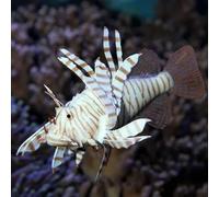 Décoration d'aquarium JBL Lionfish Violet TU