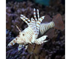 Décoration d'aquarium JBL Lionfish Violet TU