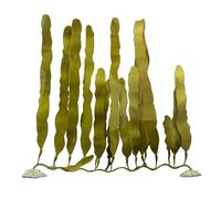 Décoration d'aquarium plante artificielle Aqua Della Caulerpa Vert M / 24x5,5x40 cm