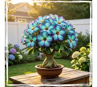 Décoration de jardin magique - Rose du désert égyptien résistant au gel - Durable - Facile à entretenir - 1 racines - K
