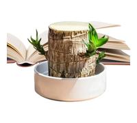 Décoration en bois naturel - Pot en forme de souche d'arbre brésilienne | Présentoir unique de d'intérieur parfait pour bibliothèque, bureau et salon, entretien facile, faible
