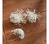 Décoration florale Leucospermum nécessitant peu d'entretien pour les maisons modernes avec des détails réalistes conçus pour ressembler à des fleurs fraîches dans n'importe quel vase ou présentoir