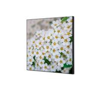 Décoration Murale en tissu SET 40 x 40 Perce-neige A Fleurs Blanches