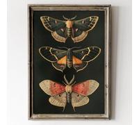 Décoration murale papillon gothique affiche vintage gothique papillon noir peint noir Academia papillon art mural gothique insecte image Moody Moth Wall Art 40,6 x 61 cm sans cadre